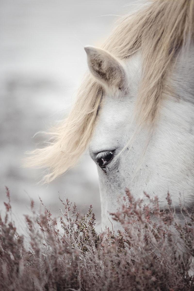This contemporary photograph by Tori Gagne features a warm neutral palette, and captures a close-up view of a wild horse's face as it grazes. An edition size of 50, this photograph is available as a metal sublimation print with a 1.3” deep silver