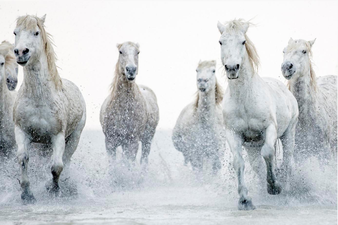 This contemporary photograph by Tori Gagne captures a band of white horses running through water toward the viewer, with a black and white pallette and subtle, warm sepia accents. An edition size of 50, this photograph is available as a metal