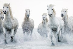 "Esprit Sauvage" Contemporary Wild Horse Photograph, 16" x 24"