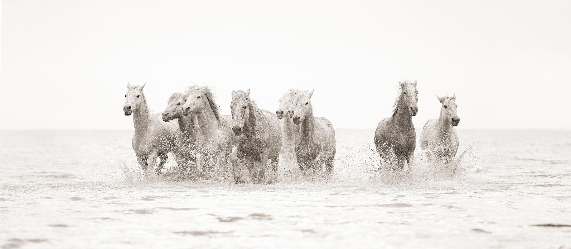 Tori Gagne Black and White Photograph - "Les Amis" Contemporary Wild Horse Photograph, 18" x 41"