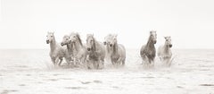 « Les Amis » Photographie contemporaine de cheval sauvage, 18 po. x 41 po.