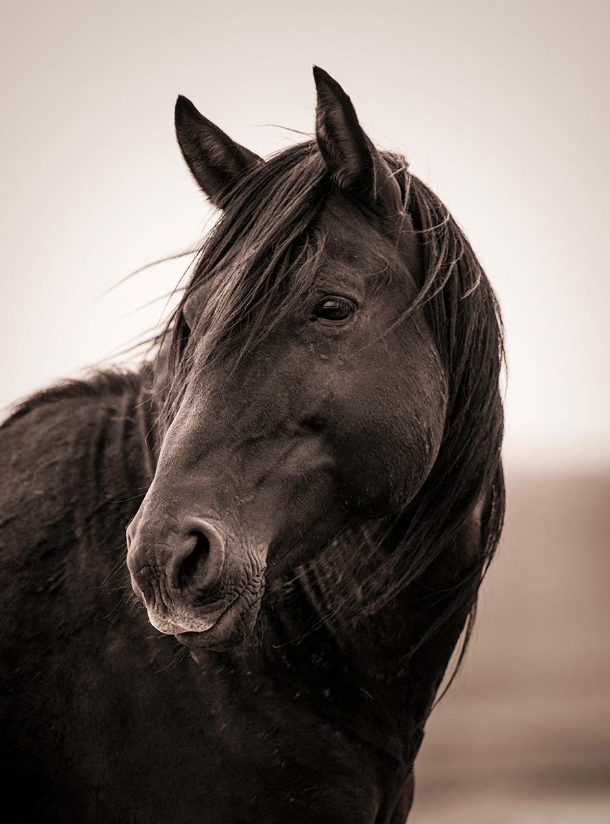 Tori Gagne Black and White Photograph - "Noble Grace" Contemporary Wild Horse Photograph, 40.5" x 30"