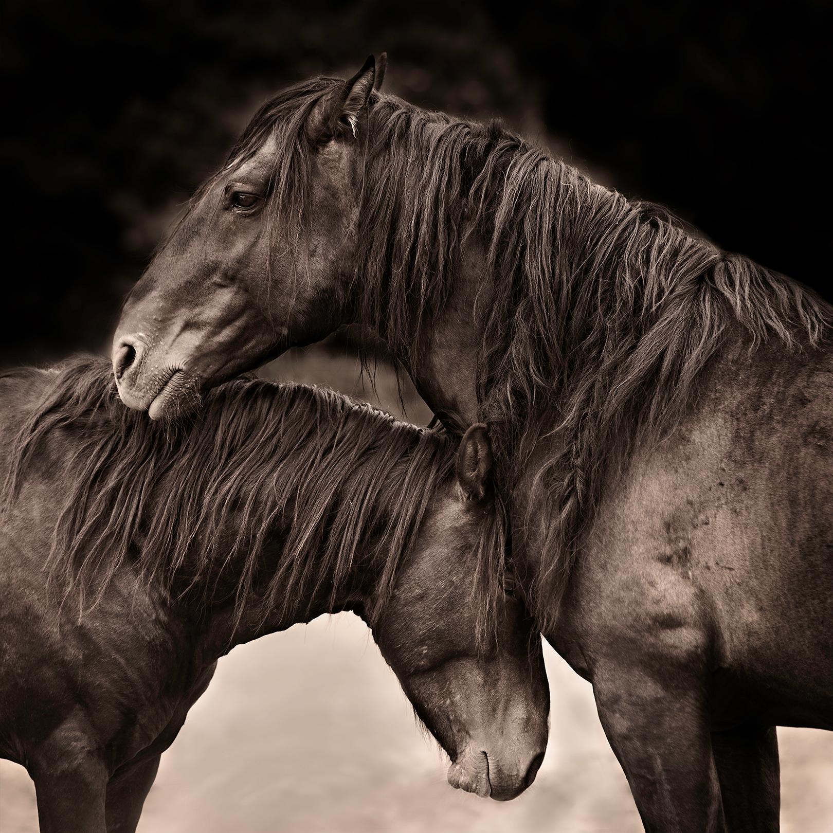 Tori Gagne Black and White Photograph - "Seeking Solace II" Contemporary Wild Horse Photograph, 24" x 24"