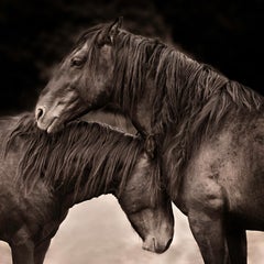 "Seeking Solace II" Photographie contemporaine de chevaux sauvages, 36" x 36".