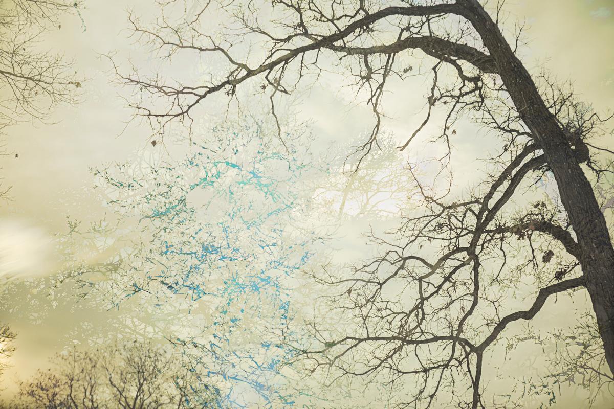 This abstract photograph by Tori Gagne captures an abstracted view of tree branches in the sky and features a warm brown and yellow-beige palette, with subtle blue accents. An edition size of 25, this photograph is available as a metal sublimation