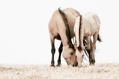 "Watchful Guardian" Contemporary Wild Horse Photograph, 32" x 48"