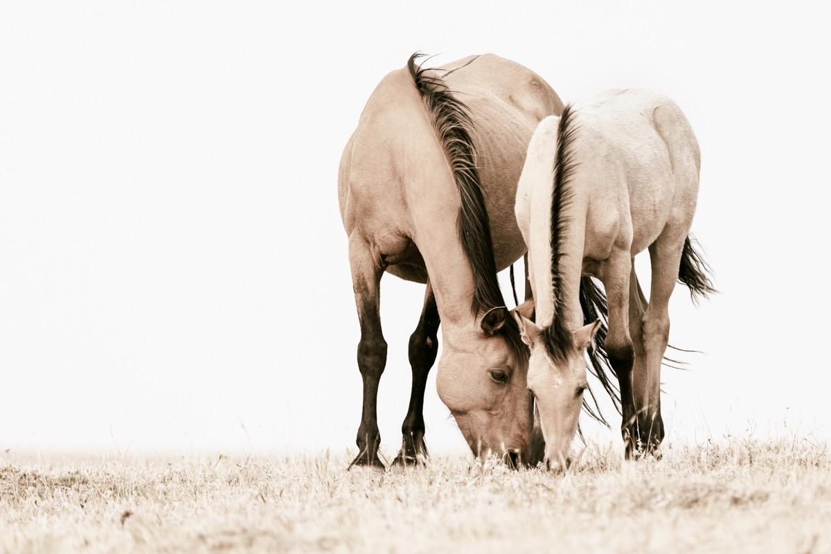 Tori Gagne Landscape Photograph - "Watchful Guardian" Contemporary Wild Horse Photograph, 38" x 57"
