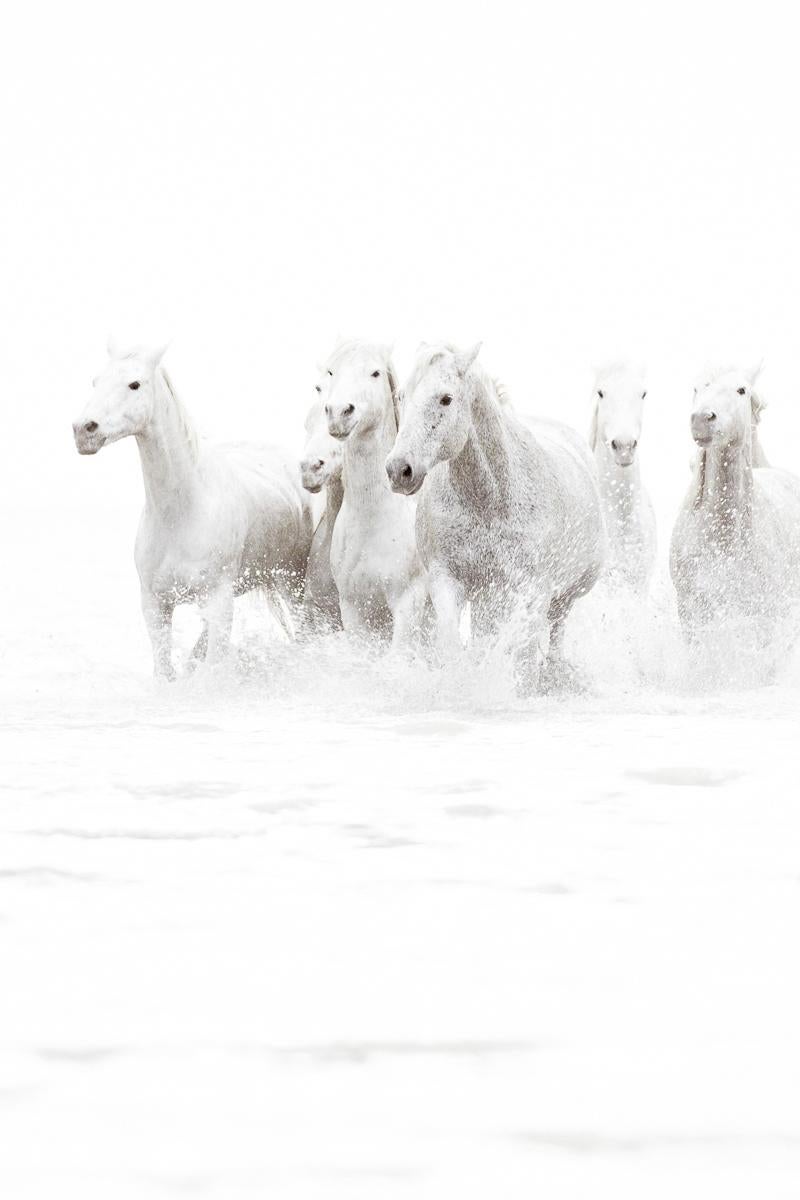 Tori Gagne Black and White Photograph - "White Angels" Contemporary While Horse Photograph, 36" x 24"