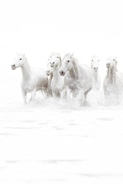 "White Angels" Photographie contemporaine de chevaux sauvages, 57" x 38".
