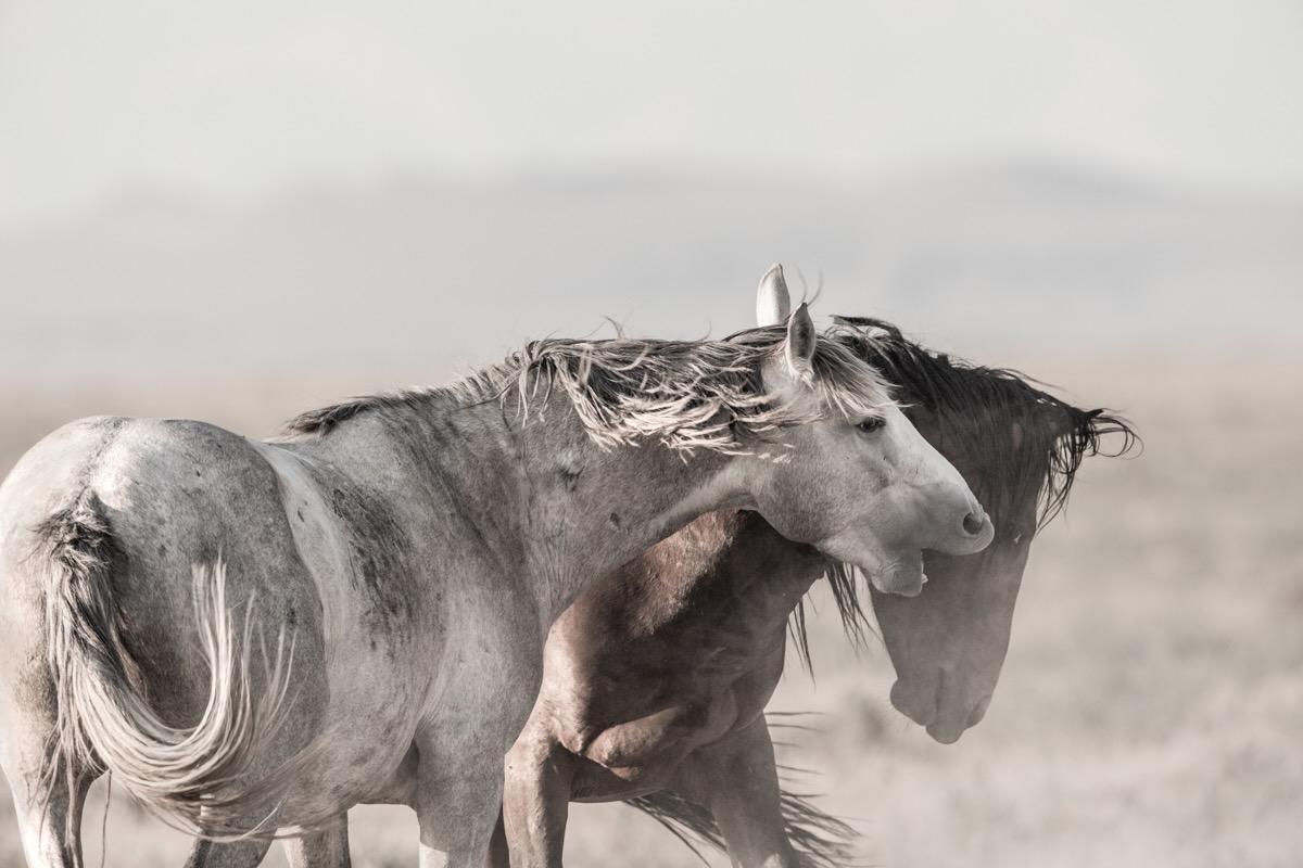 Tori Gagne Landscape Photograph - "Young Bachelors at Play" Contemporary Wild Horse Photograph, 24" x 36"