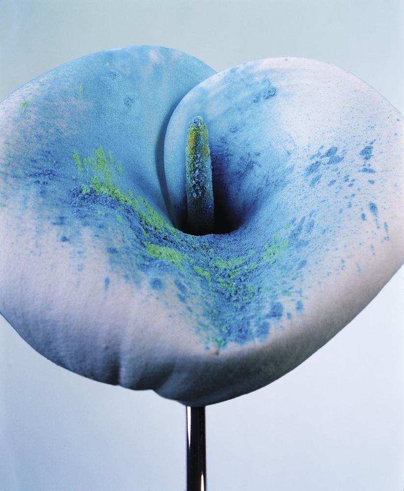 Torkil Gudnason Still-Life Photograph - Blue Flower