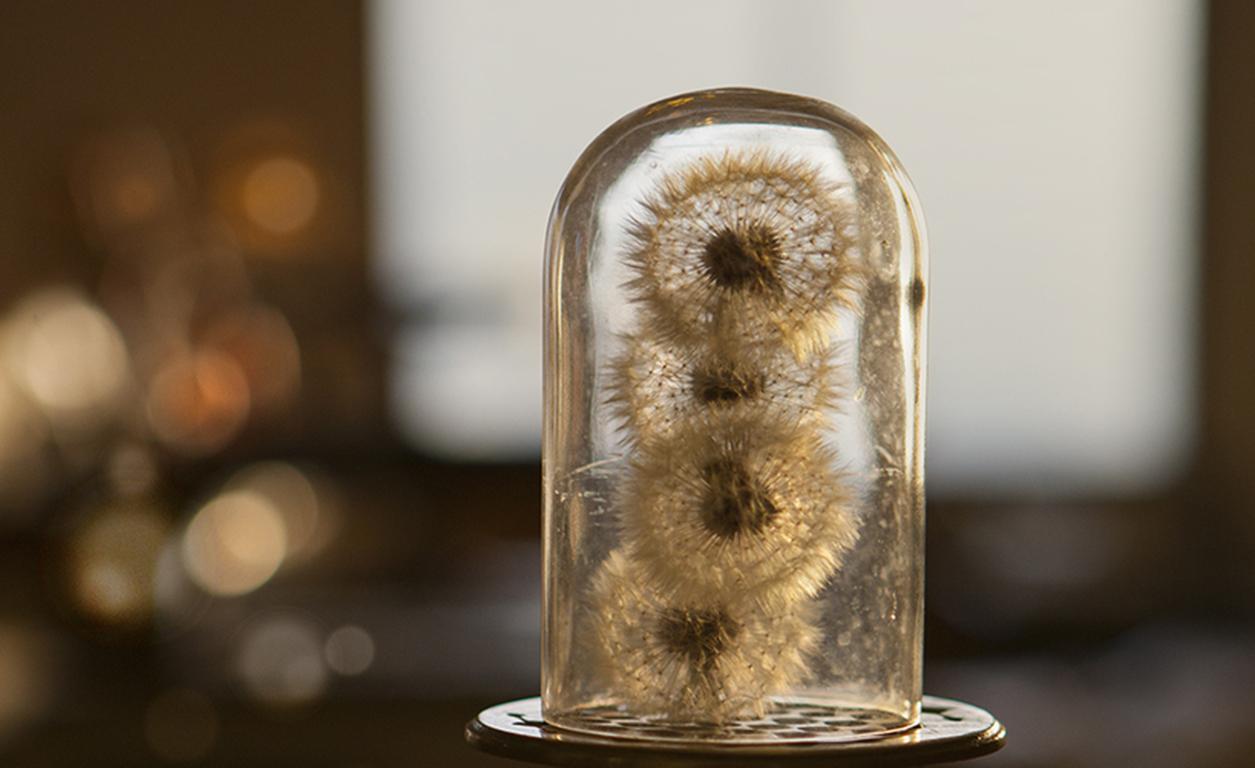Blowsafe - Still life w/ dandelion puff balls enclosed in glass cloche dome - Photograph by Torrie Groening