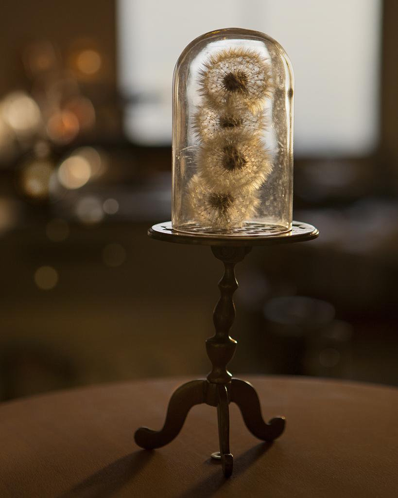 Torrie Groening Color Photograph - Blowsafe - Still life w/ dandelion puff balls enclosed in glass cloche dome