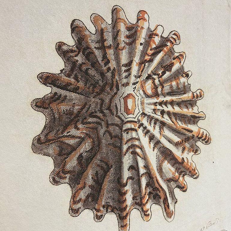 English Tortoise & Pleated Shell Limpets Print Naturalists Miscellany by Shaw and Nodder For Sale