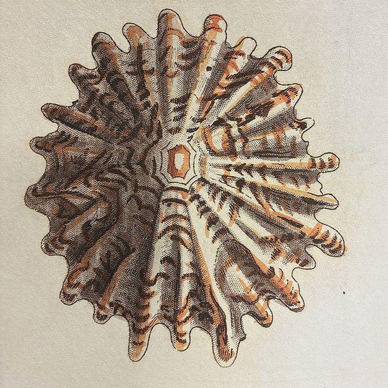 Tortoise & Pleated Shell Limpets Print Naturalists Miscellany by Shaw and Nodder In Good Condition For Sale In Van Nuys, CA
