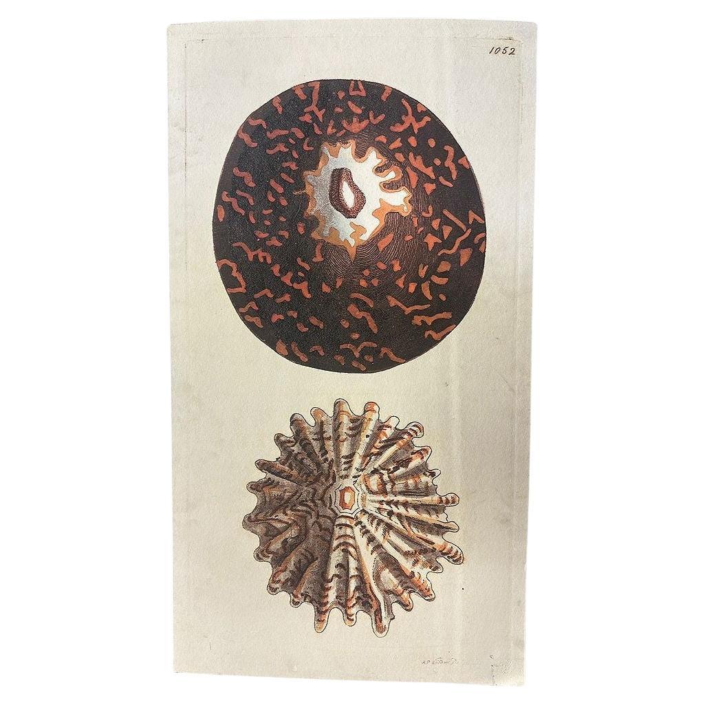 Tortoise & Pleated Shell Limpets Print Naturalists Miscellany by Shaw and Nodder For Sale