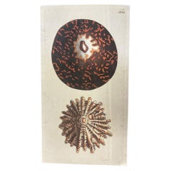 Naturalists Miscellany von Shaw und Nodder, Schildpattdruck und plissierte Muschelschalen mitmpetenmuster