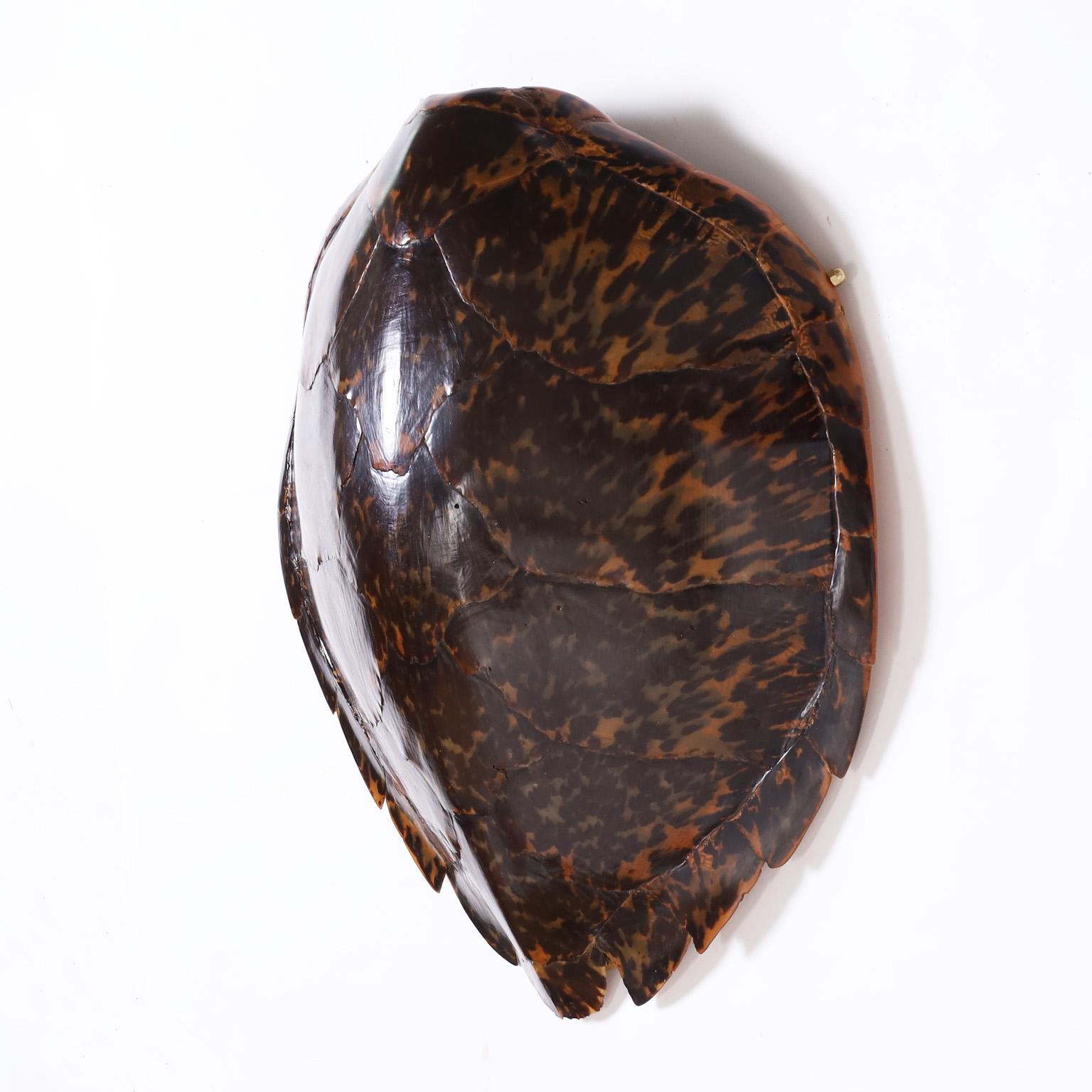 Impressive antique hand polished tortoise shell with its iconic form and classic variegated organic color tones. One of mother nature's most ingenious creations.