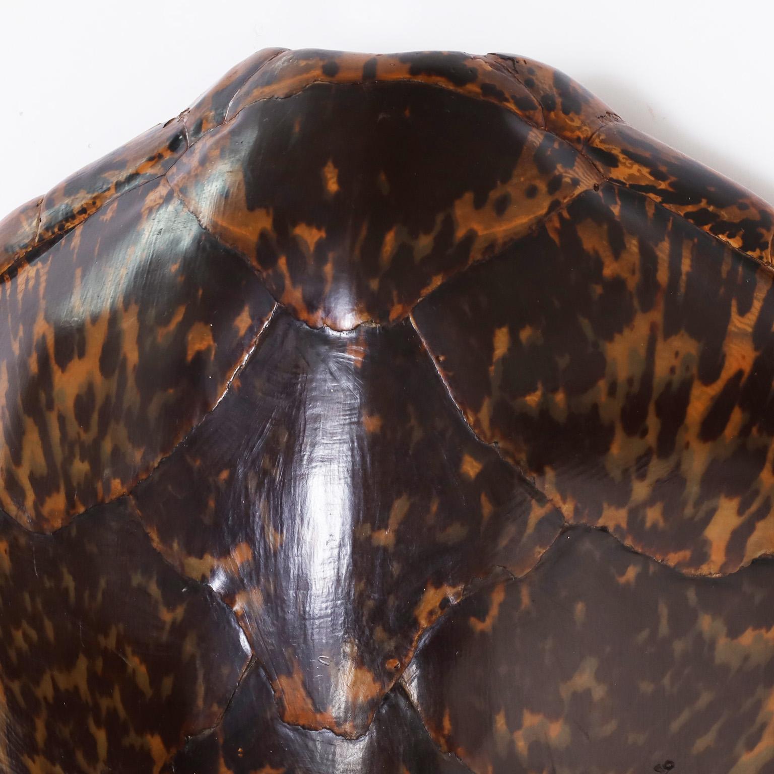 Victorian Tortoise Shell