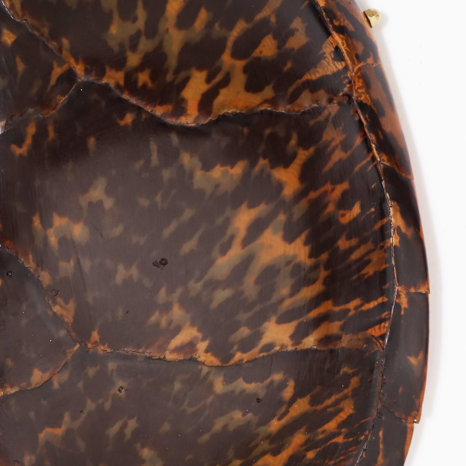 American Tortoise Shell