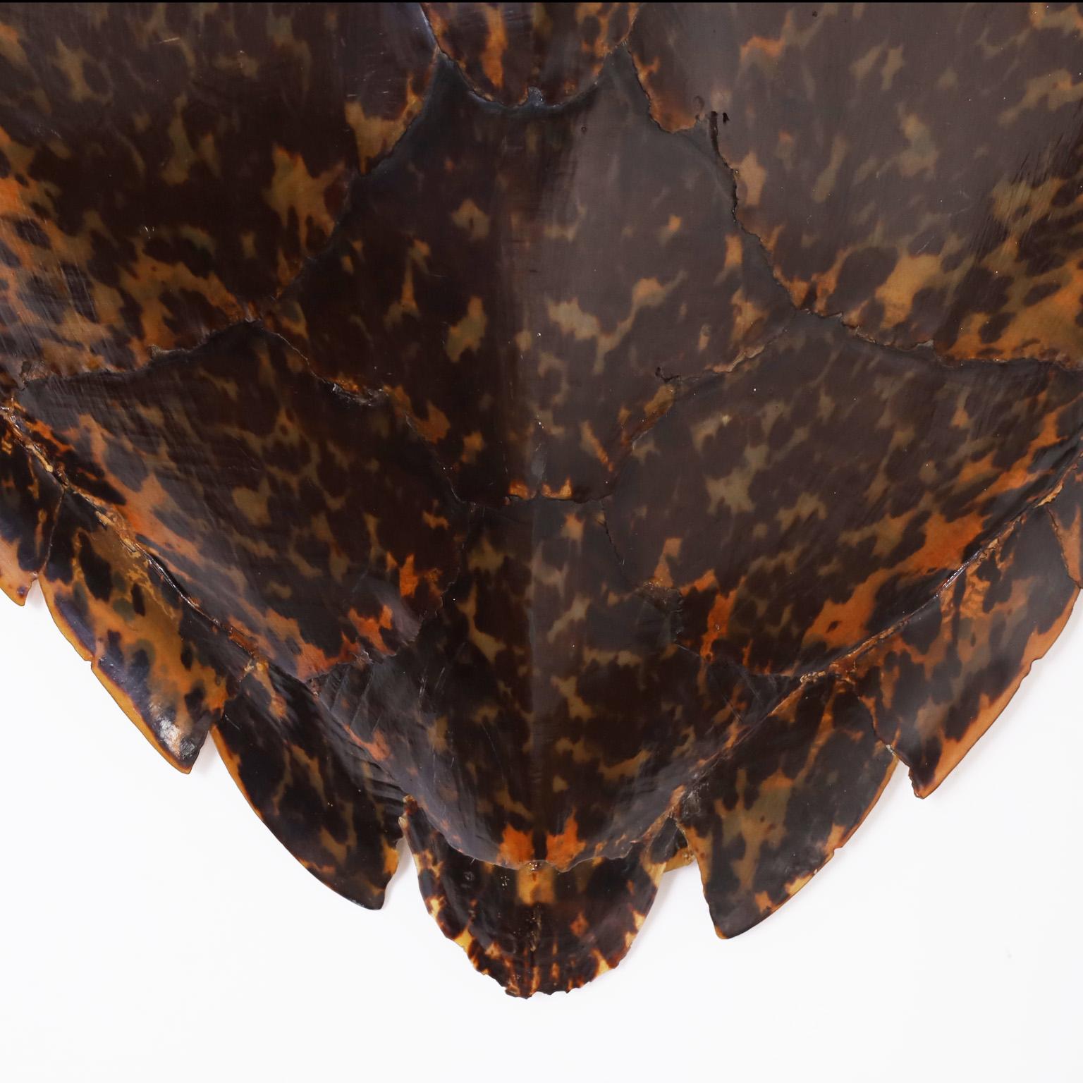 Polished Tortoise Shell