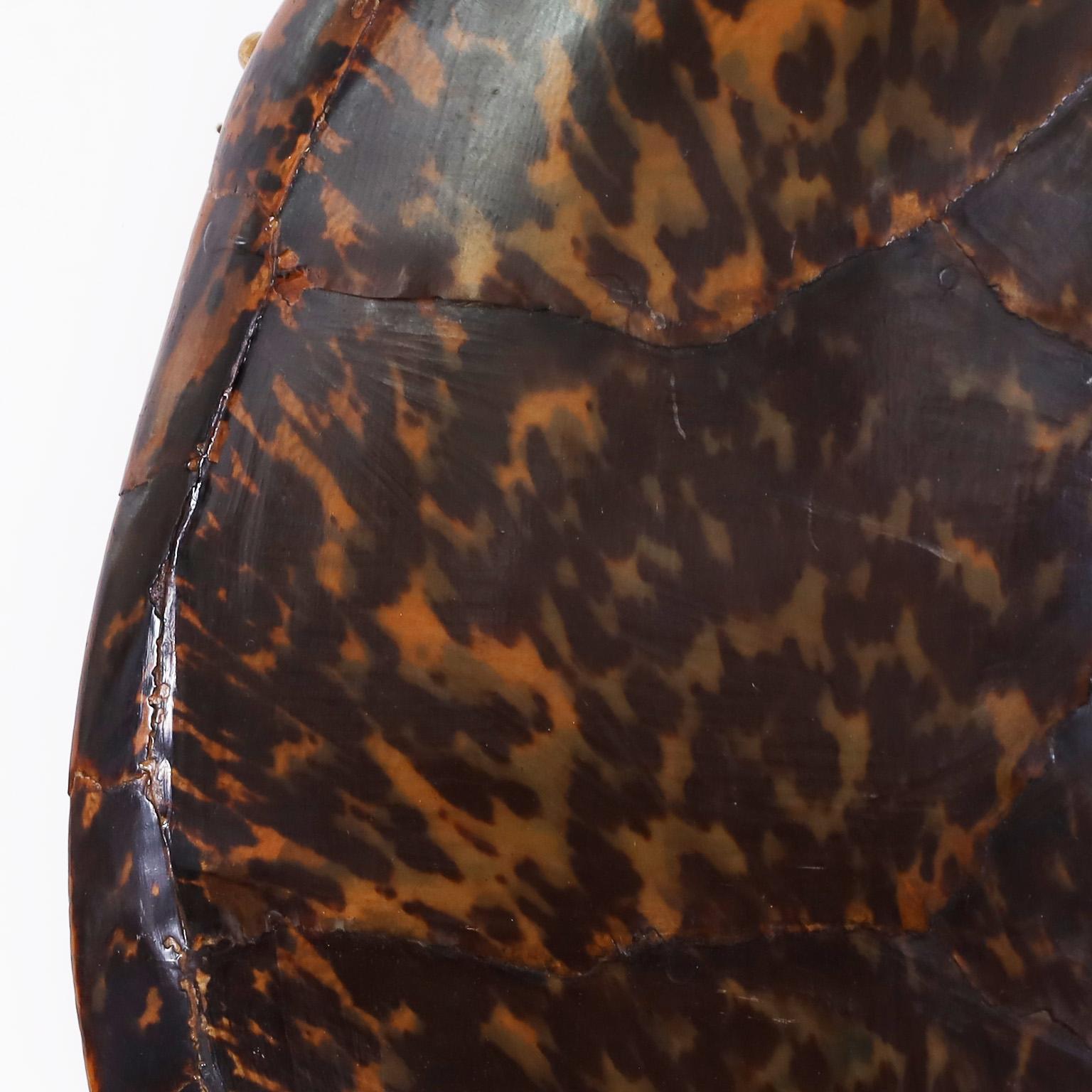 Tortoise Shell In Good Condition In Palm Beach, FL