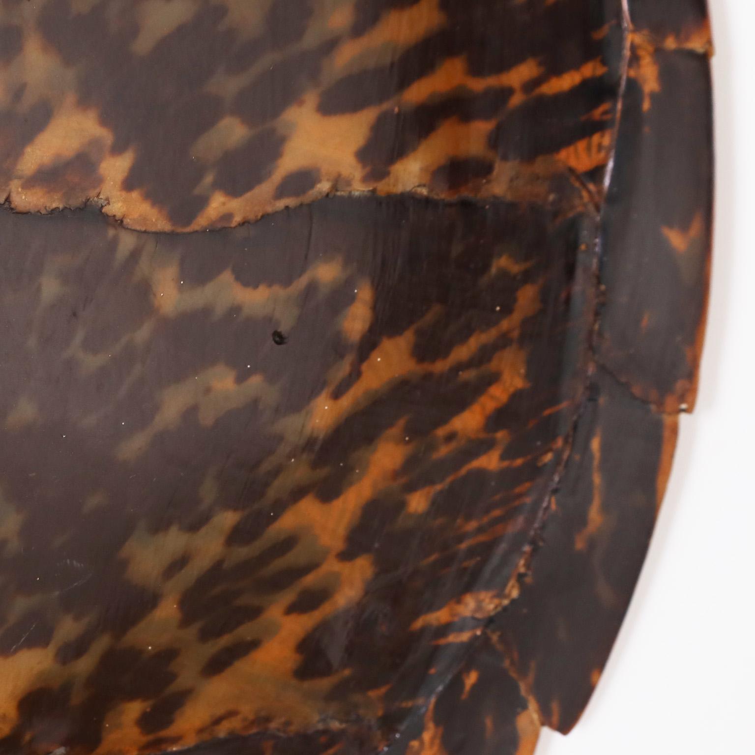 19th Century Tortoise Shell