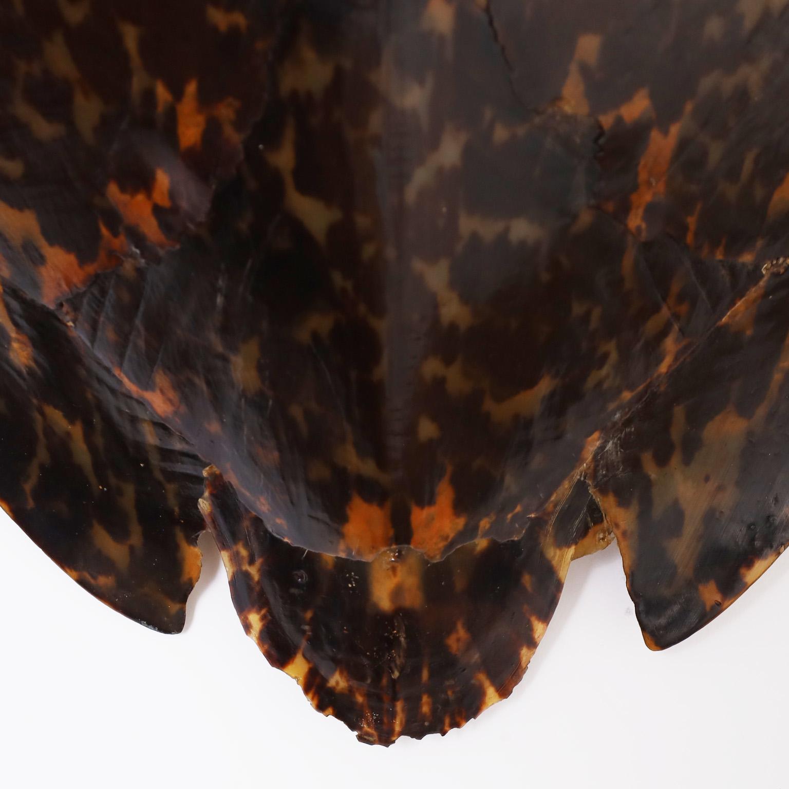 Sea turtle Tortoise Shell