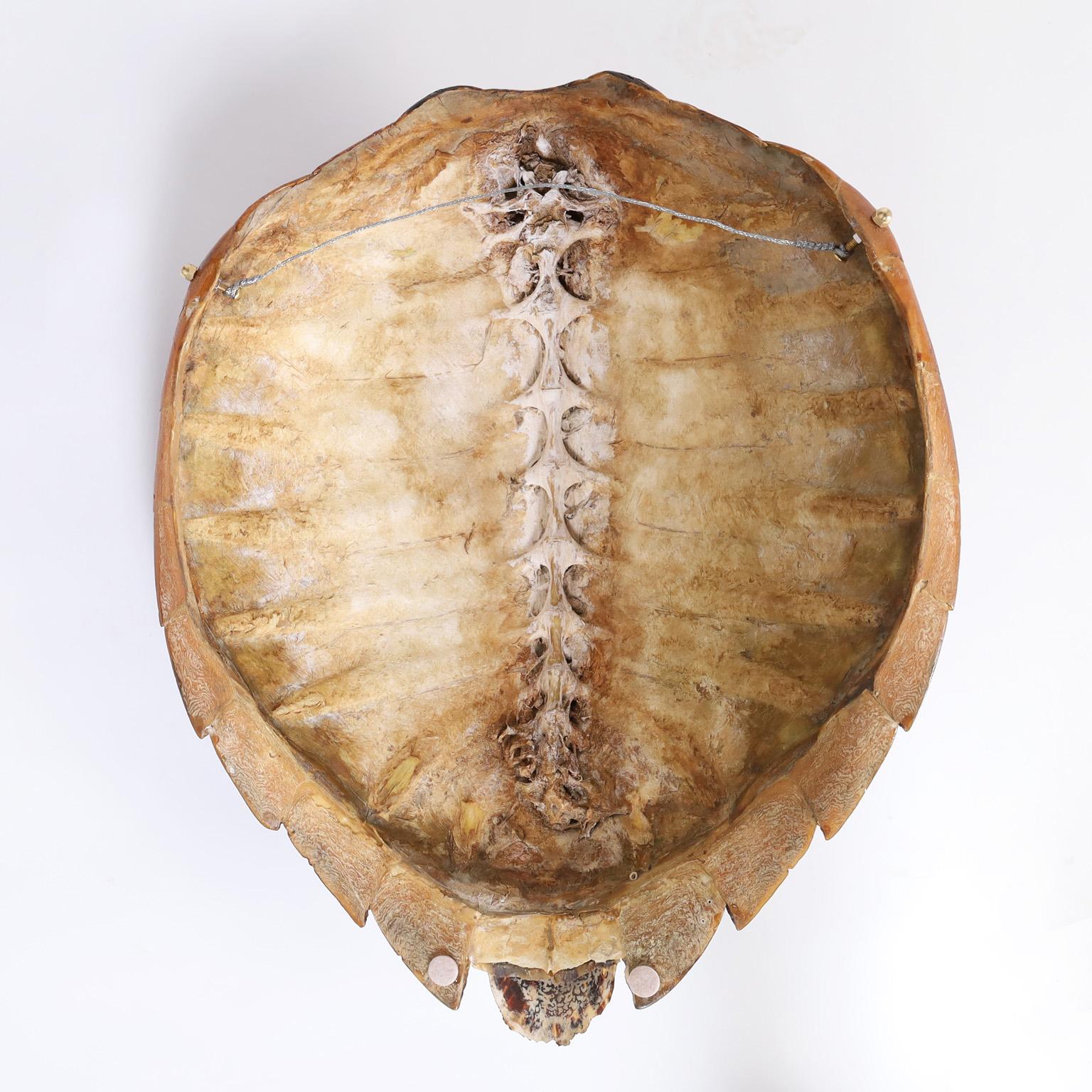 Tortoise Shell 1