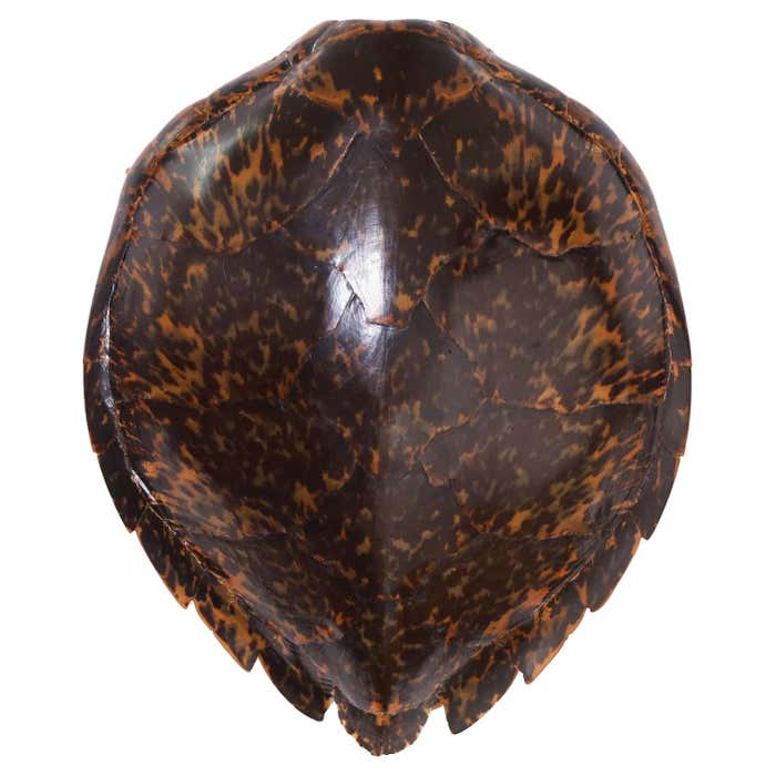 Tauri Shell Tortoise Shell at 1stDibs