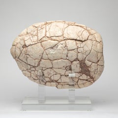 Sammlerstück Fossilien-Schildkrötenpanzerschale, montiert auf maßgefertigtem Acrylsockel