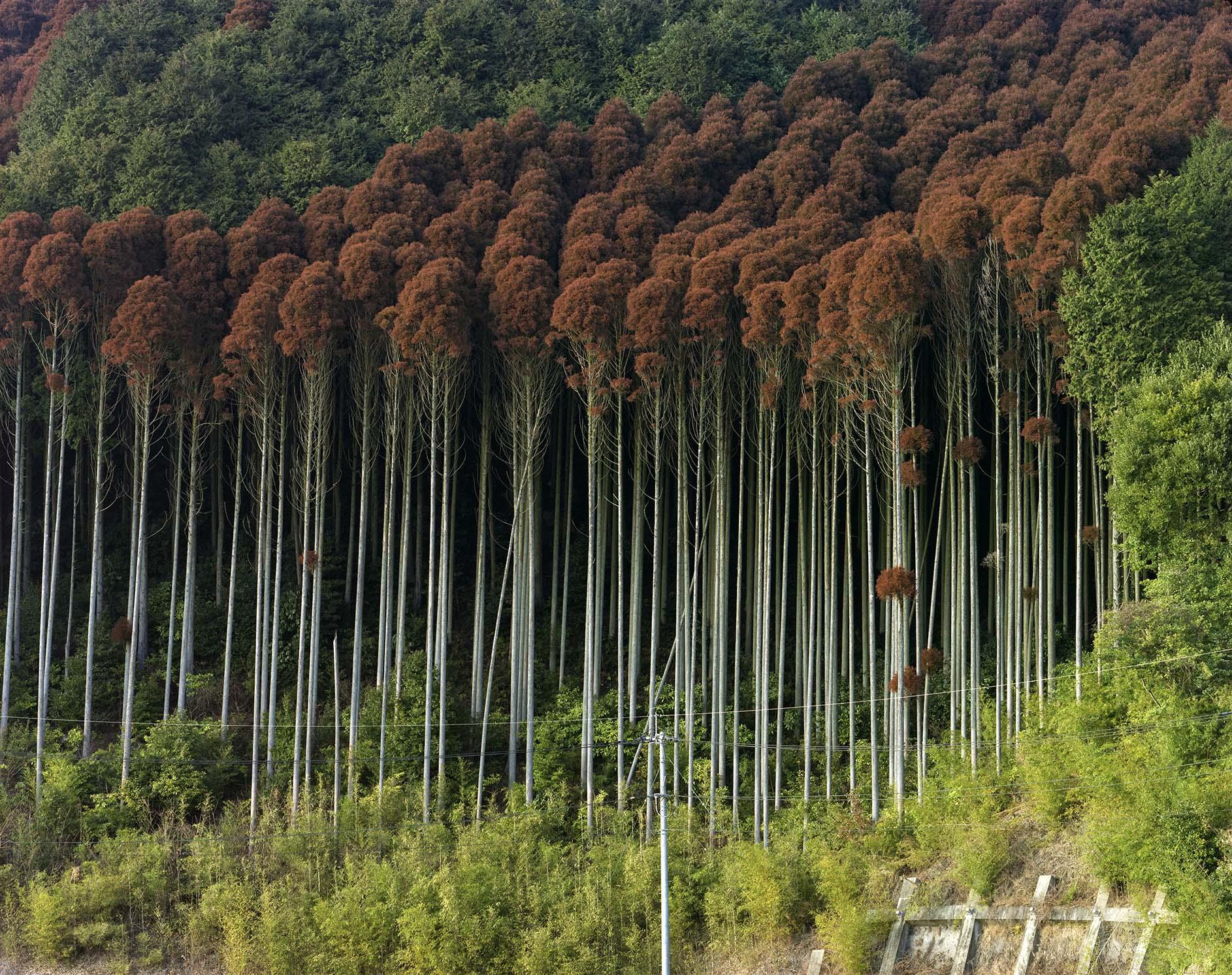 Toshio Shibata Color Photograph - Saga City, Saga Prefecture (C-2351)