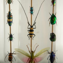 Totems II by Hasharat – Entomological Sculpture Under a 19th Century Glass Dome