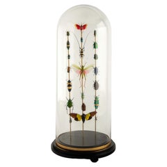 Totems II by Hasharat – Entomological Sculpture Under a 19th Century Glass Dome
