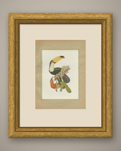 Toucans and Aracaris, Brazilian Bird Print, Descourtilz, 1944