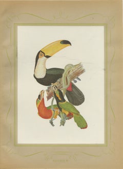 Toucans and Aracaris, Brazilian Bird Print, Descourtilz, 1944