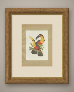 Toucans, Brazilian Bird Print, Descourtilz, 1944