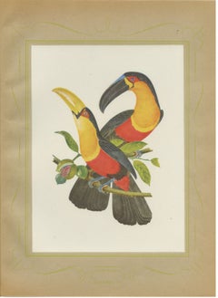 Toucans, Brazilian Bird Print, Descourtilz, 1944