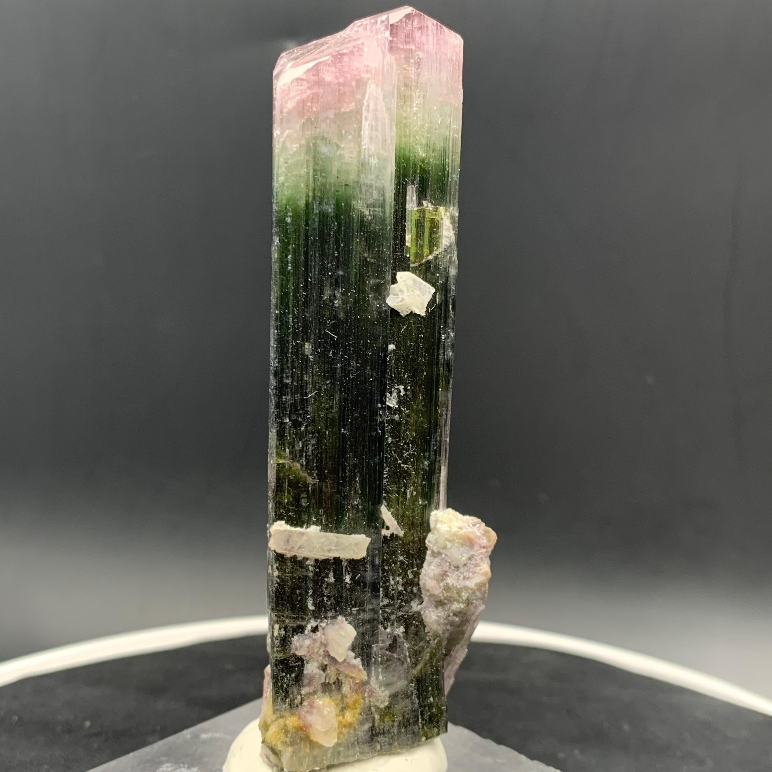 Modernista Specimen di cristallo di tormalina Watermelon Bicolor 114,87 Grammi Terminato in vendita