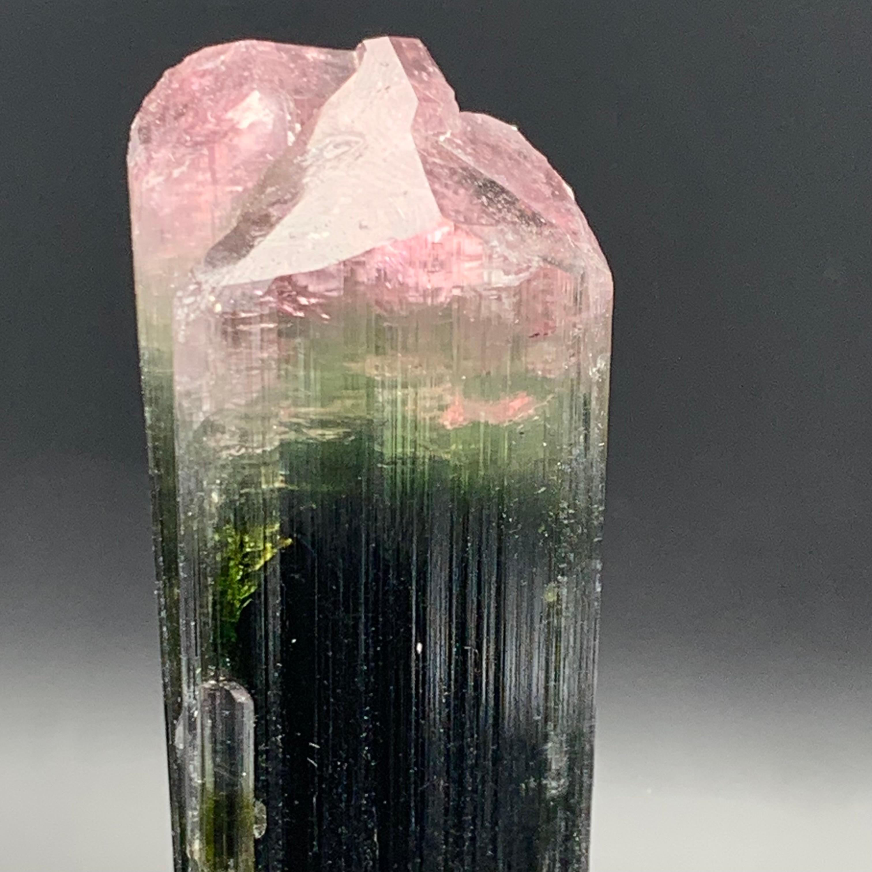 Specimen di cristallo di tormalina Watermelon Bicolor 114,87 Grammi Terminato In condizioni Nuovo in vendita a Peshawar, PK