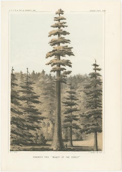 Albero di Mammut svettante in California: litografia "Bellezza della foresta" del 1856