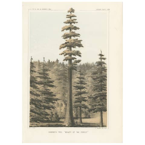 Towering Mammoth Tree in California: "Beauty of the Forest" Lithograph of 1856