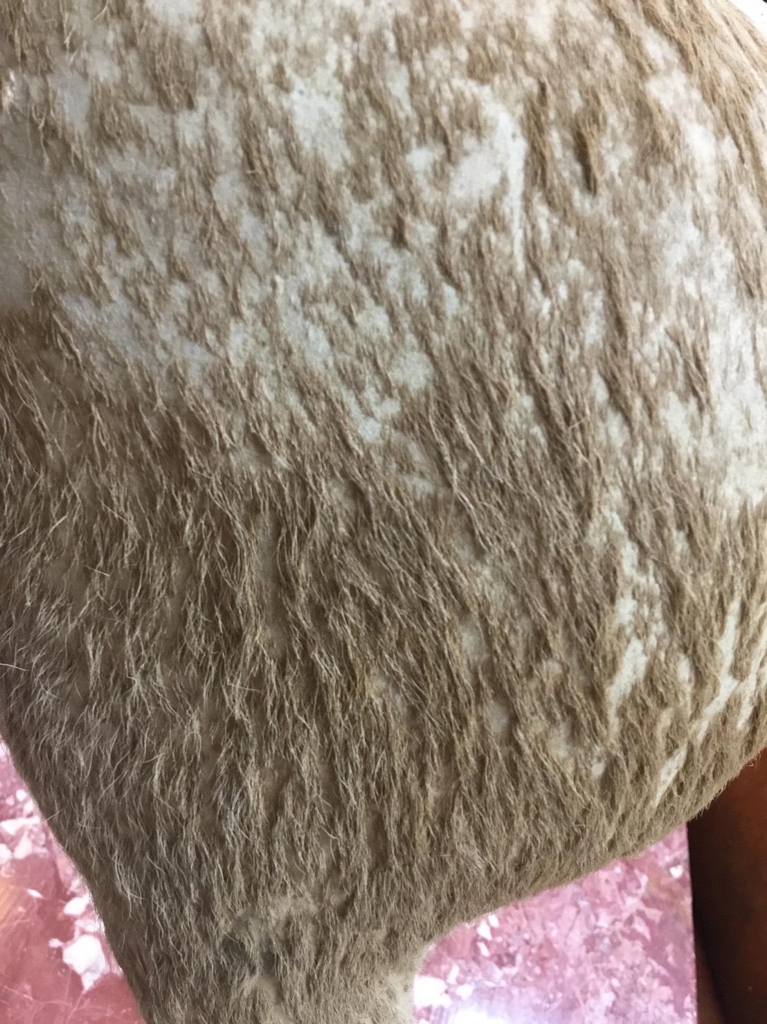 Caballo de juguete de Suecia en venta 3