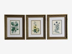 Traditional Wall Decor, Framed Floral Botanicals, Giltwood Frame, 19th c.