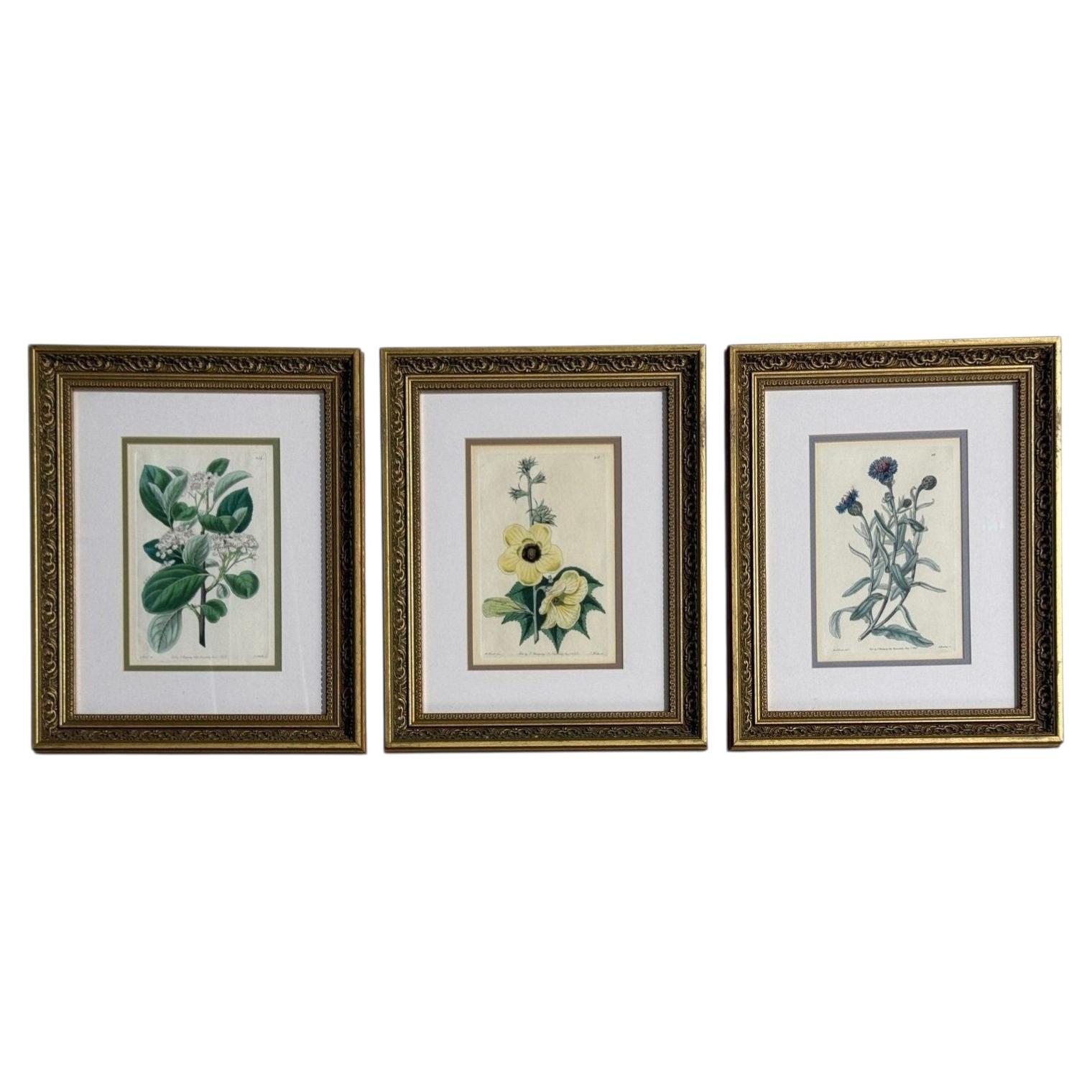 Traditional Wall Decor, Framed Floral Botanicals, Giltwood Frame, 19th c.