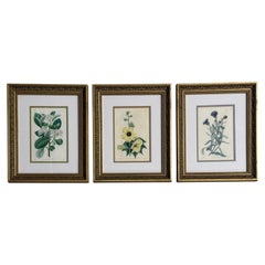Traditional Wall Decor, Framed Floral Botanicals, Giltwood Frame, 19th c.