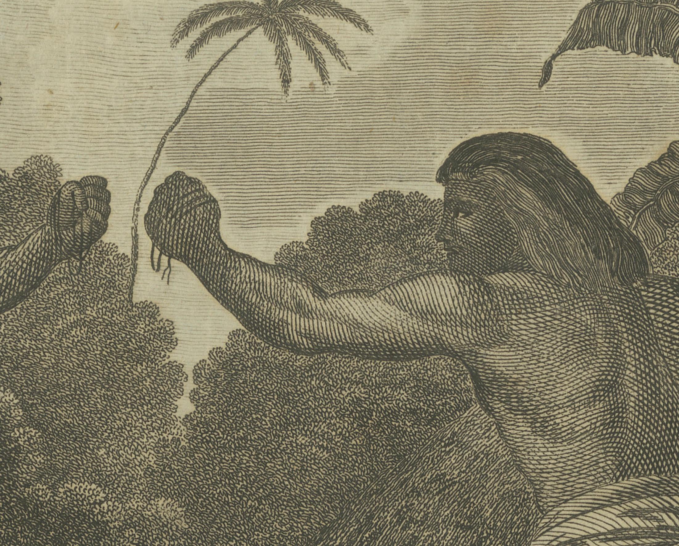Tradizioni e volti del Pacifico: il pugilato a Ha'apai e un uomo di Mangea, 1785 in vendita 1