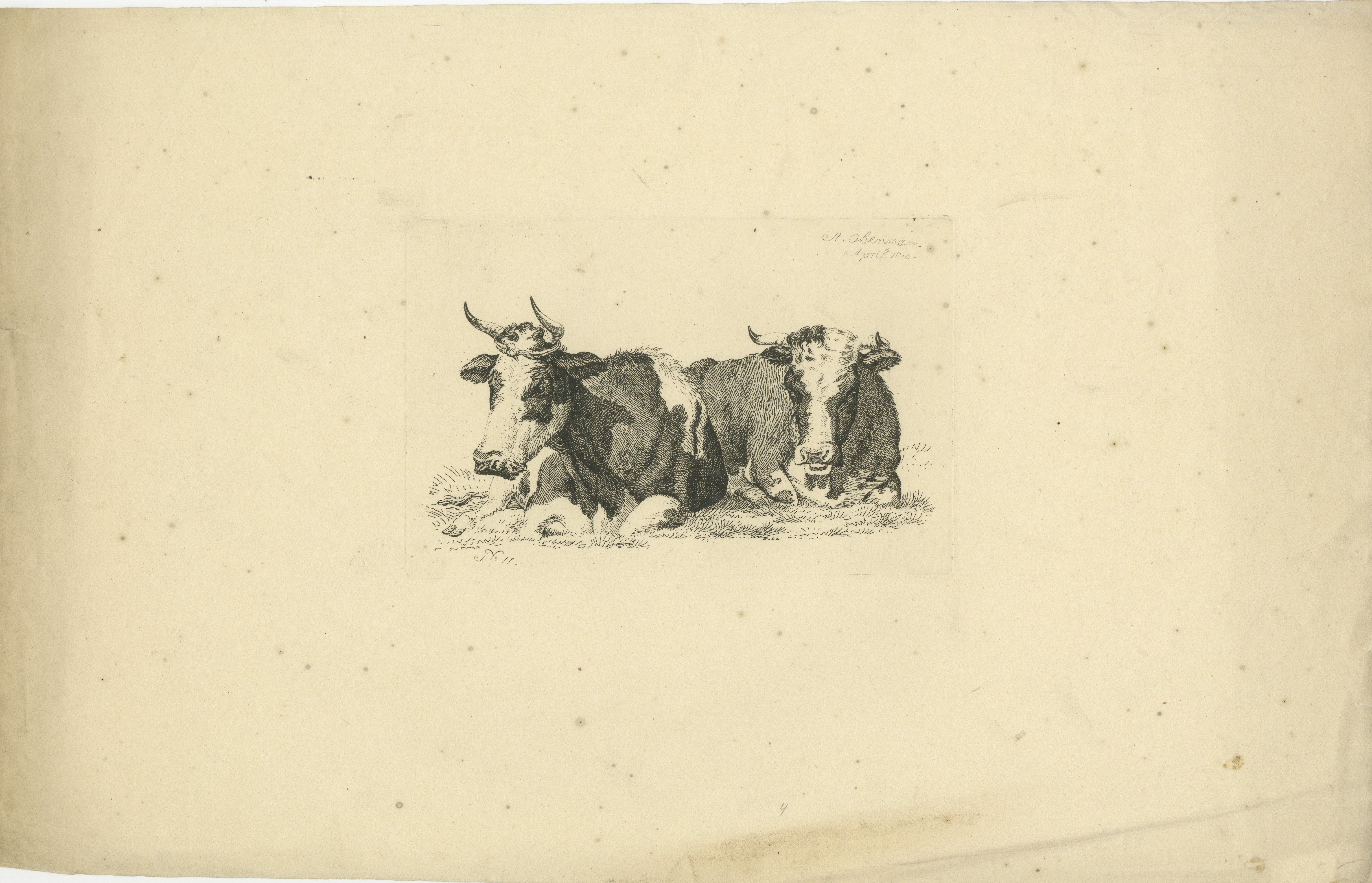 Cette estampe d'Anthony Oberman représente une scène où deux vaches se reposent dans un champ. Voici une description détaillée de la gravure :

Composition :

1. Vaches au repos :
   - L'impression représente deux vaches couchées dans un champ. La