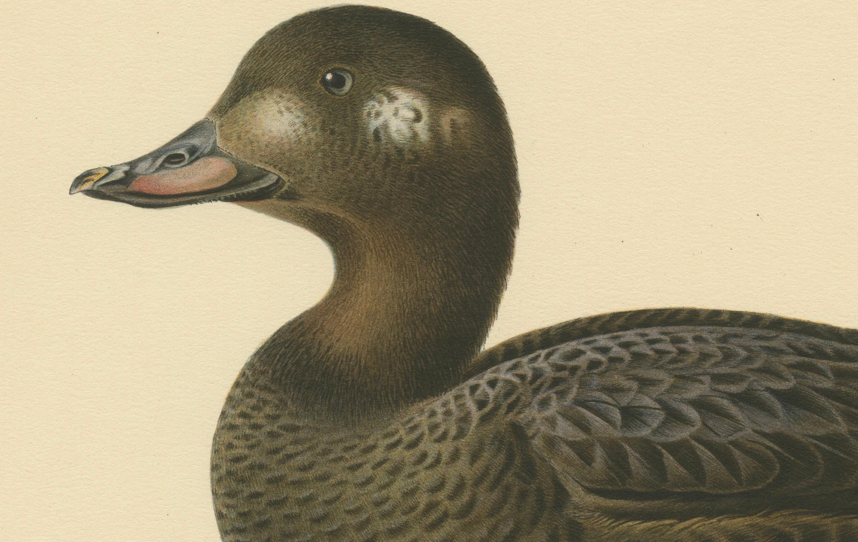 This print features the Velvet Scoter, scientifically known as Oidemia fusca, represented with precision and artistry. The bird is depicted in a resting position with a full side profile, showcasing its rounded body, thick neck, and broad bill. The