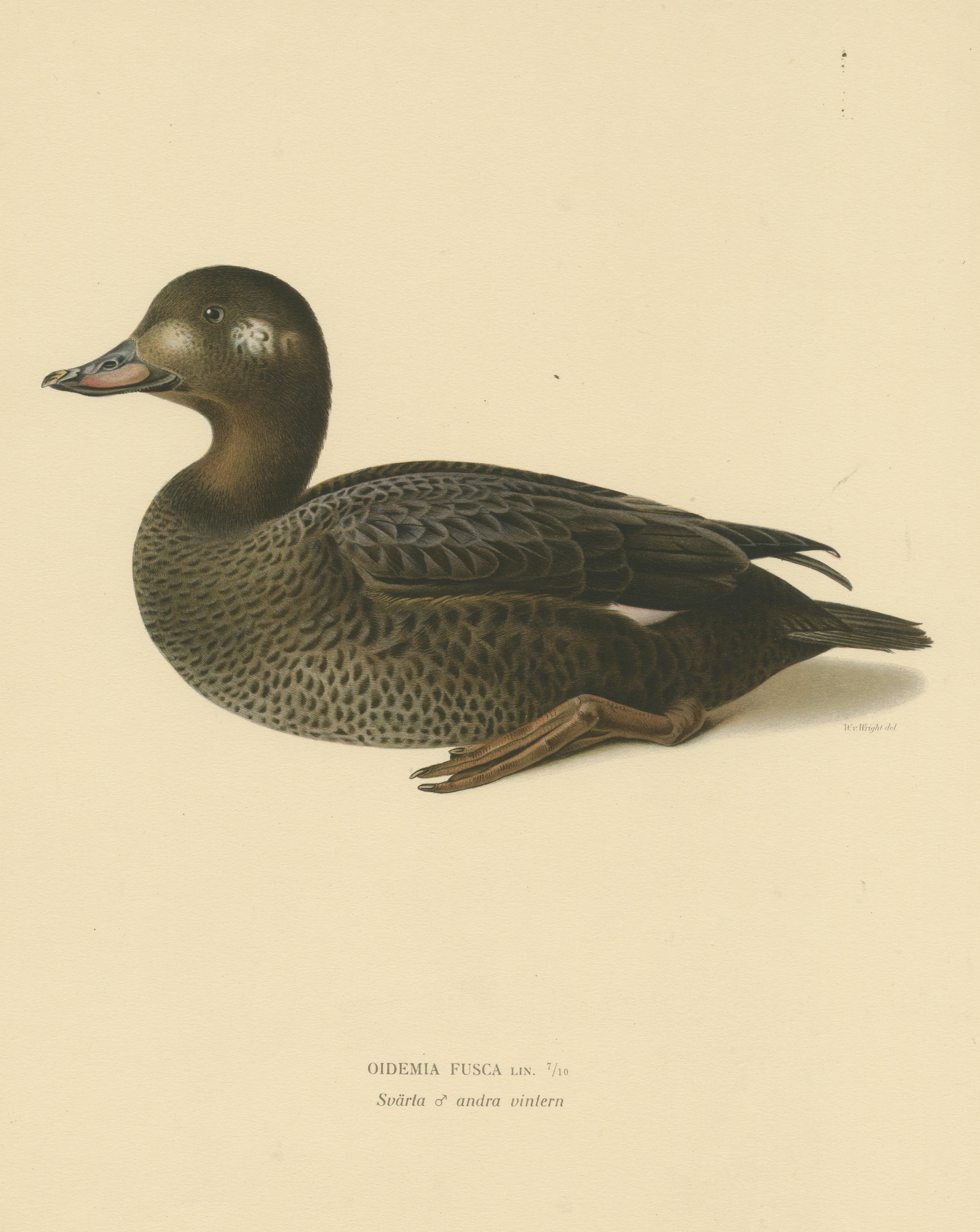 20th Century Tranquil Reflections: Bird Print of The Young Velvet Scoter by Magnus von Wright For Sale